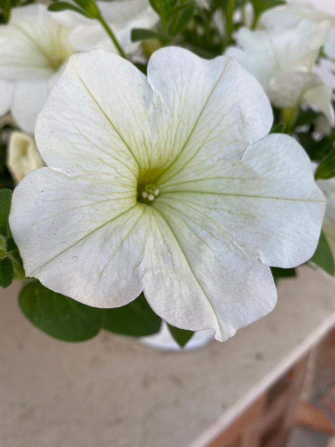 巴勒莫Helios House别墅 外观 照片